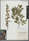 Foto von Salix hastata L.